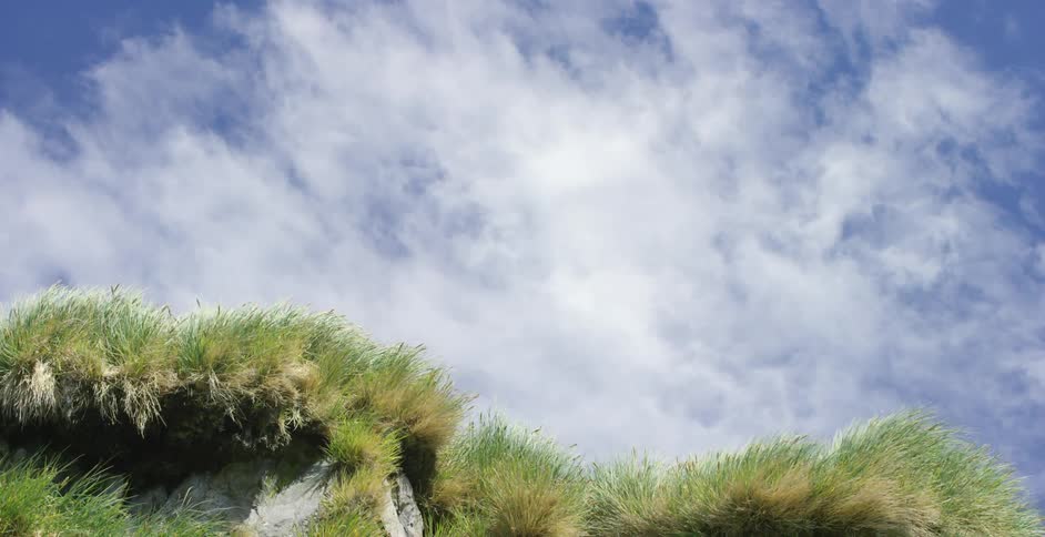 Grass blowing atop a hill against a cloudy sky