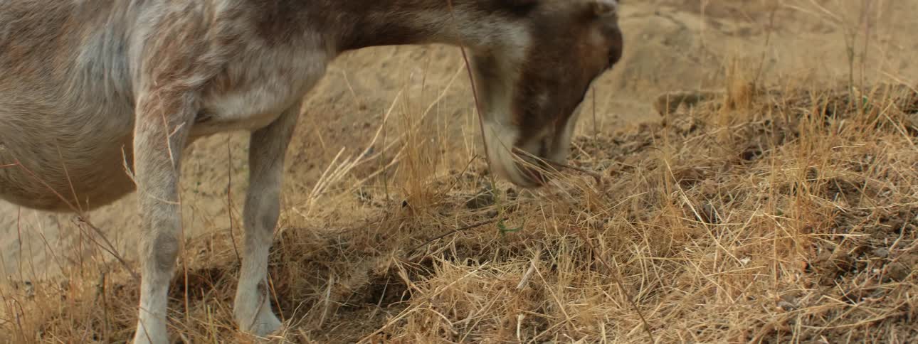 Pregnant goat graze on golden grass on slope