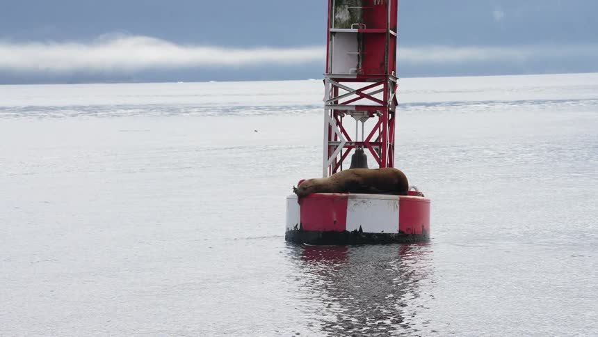 A seal rests atop a sea buoy in the ocean during the day