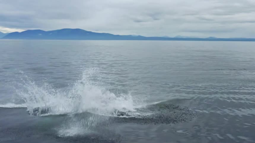 Aerial view of a whale breaking surface splashing water on the ocean near the mountains