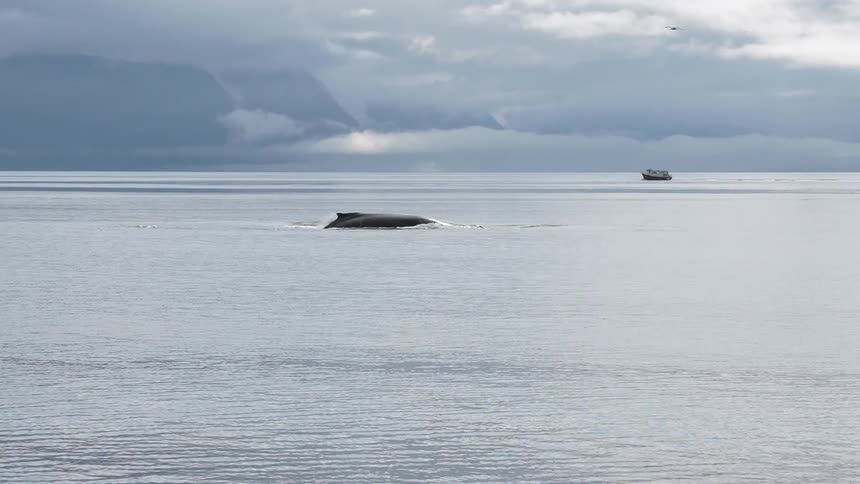 Whales jumping out of the water in the ocean near the mountains
