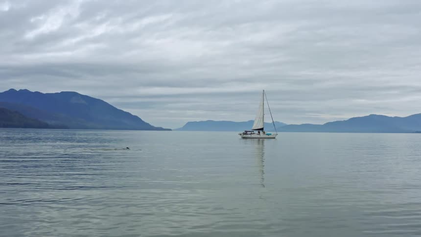 Pod of killer whales swim across surface of water reflecting sailboat with mist covered shore in background