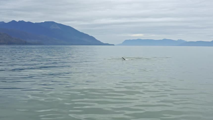 A sharks fin protrudes through the top of the water as it swims in the ocean