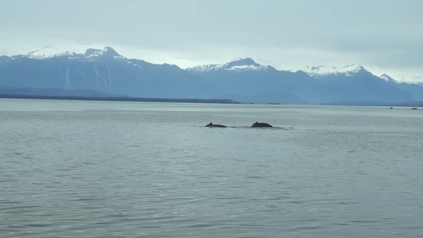 Whales swim breaking above water as they cut through ocean water with snow capped mountains on shore
