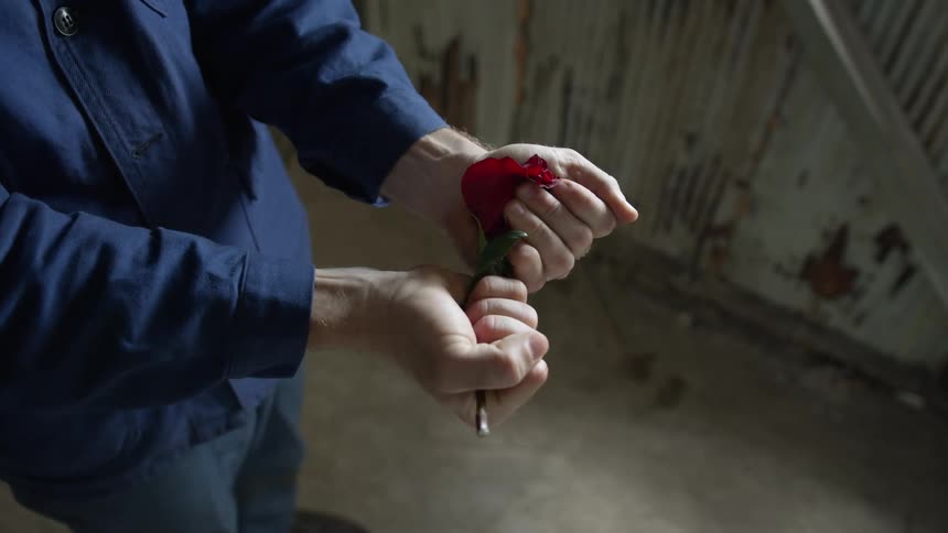 A man standing on a room crushes a rose with both hands