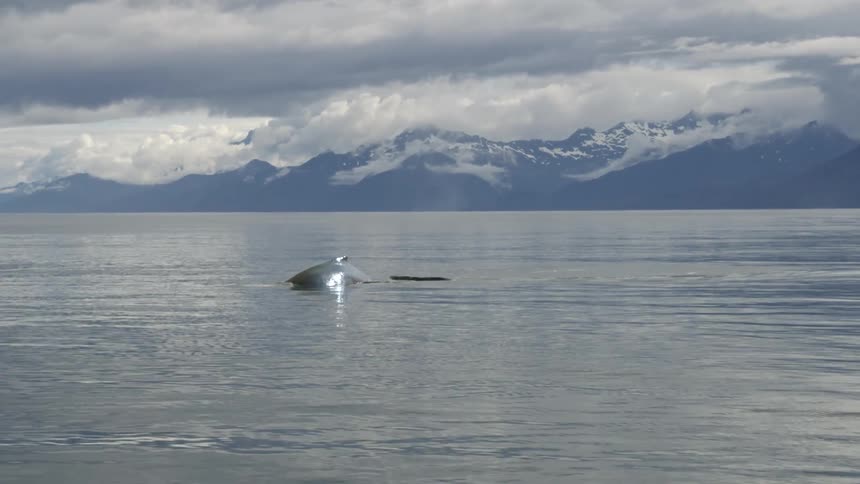Whale breaking surface on the calm ocean water near the snow covered slopes of a mountain range