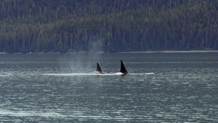 Two whales dive in the water near the shore