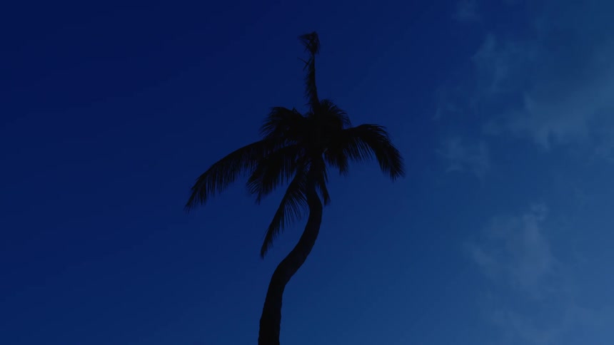 A palm tree sits tall against bright blue sky