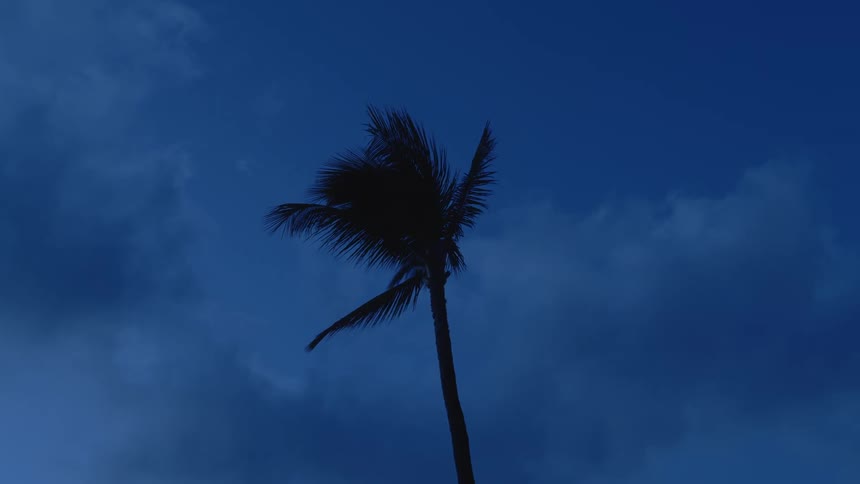 A single palm tree blows in the wind on a cloudy day