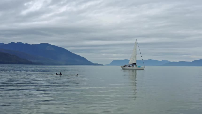 View of boat sailing and killer whales swimming in sea