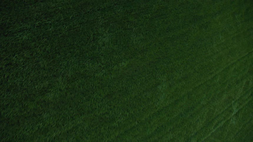 The wind is blowing the green grass