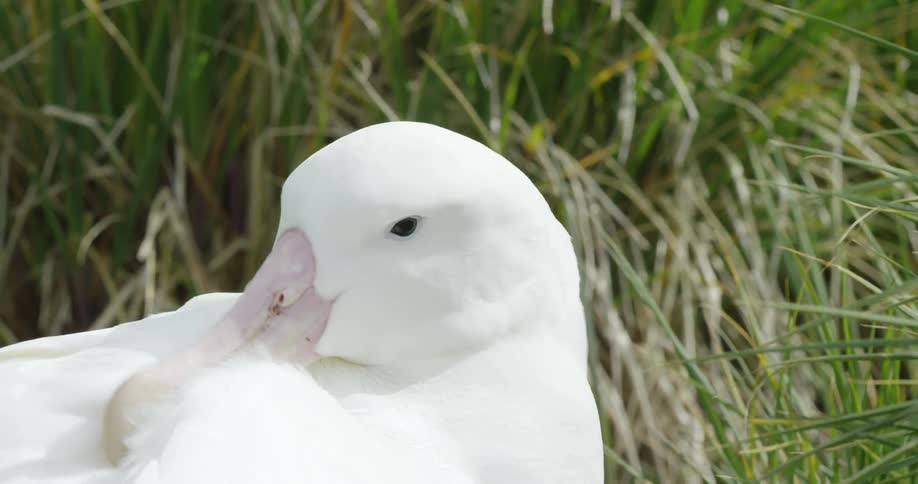 A white bird looks around and then digs into its feathers