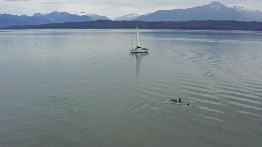 A boat sails near the coast while a group of orca whales swim nearby
