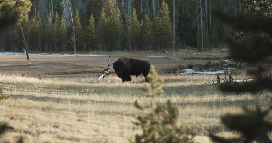 Buffalo standing on the grassland near the pine tree forest at morning