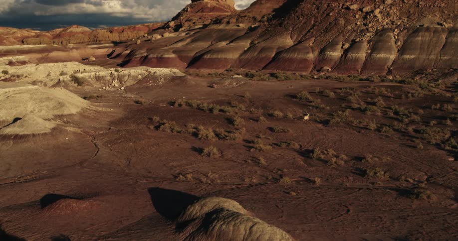 A goat runs across field in the badlands during the day
