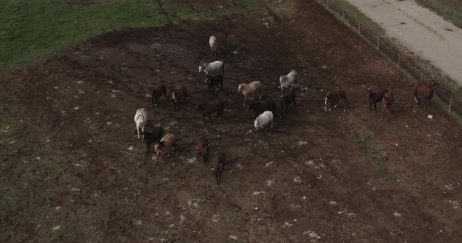 Horses walking next to a fence next to a road