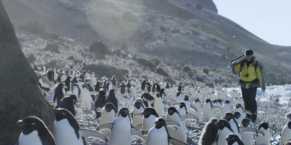 A man carries a tripod through a herd of penguins