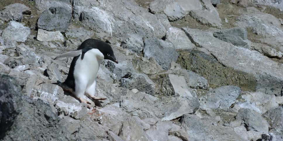 A penguin jumps down a rocky hill