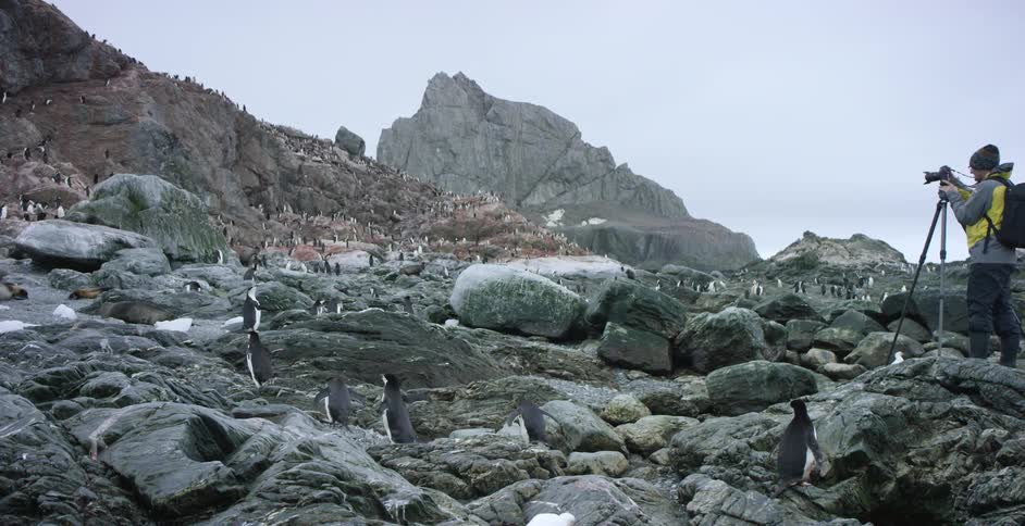 Penguins climb and hop up a rocky slope