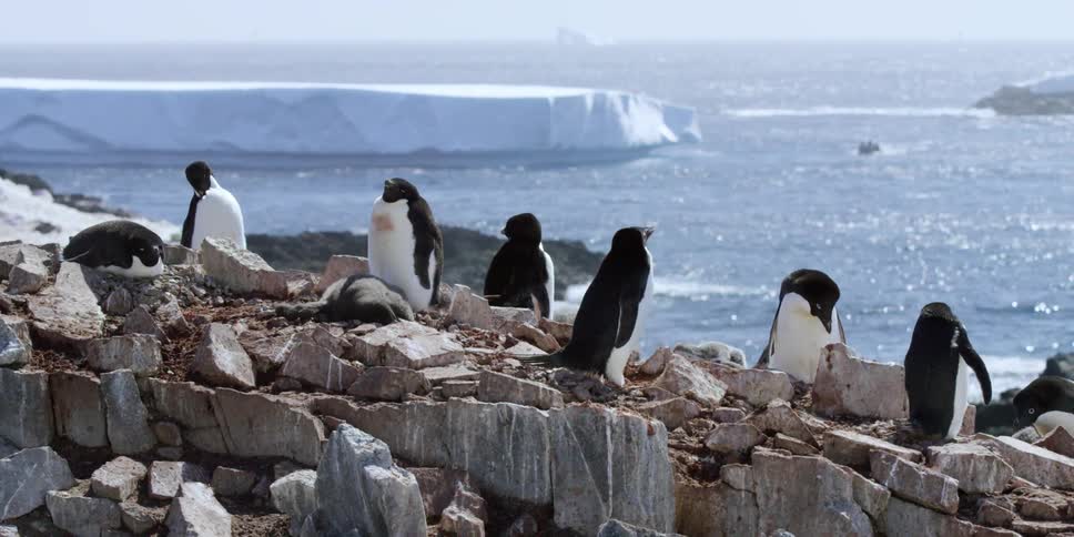 Multiple penguins sitting on top of a large rocky island in the ocean with an iceberg in the background