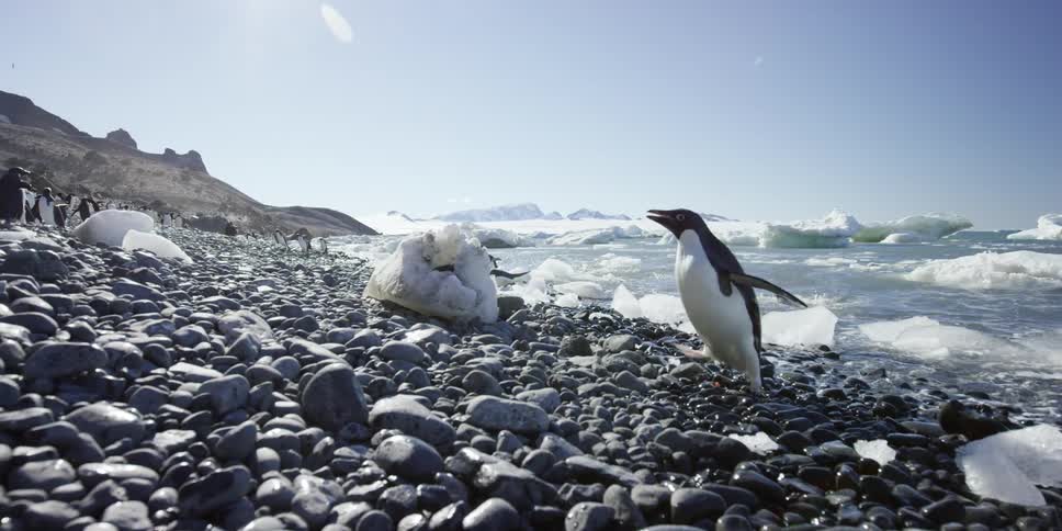 Penguins climb out of the icy water walking on the rocks of the shore