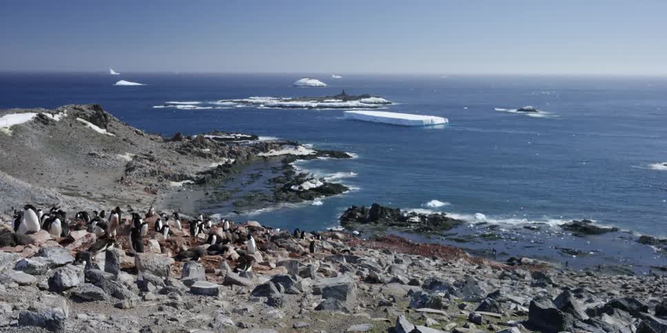Penguins stand by the shore in a flock on a sunny day