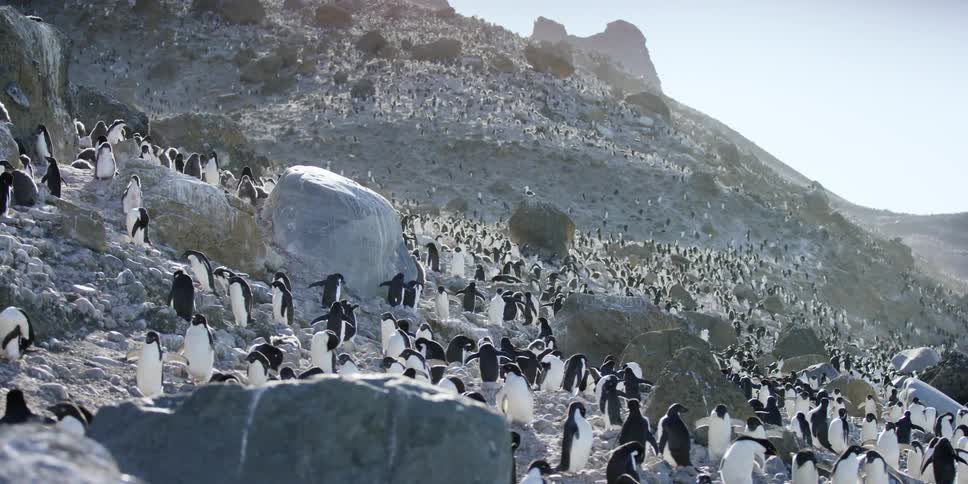 A herd of penguins walking down a rocky hill