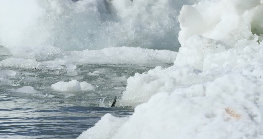 Penguin dives from an iceberg into the water