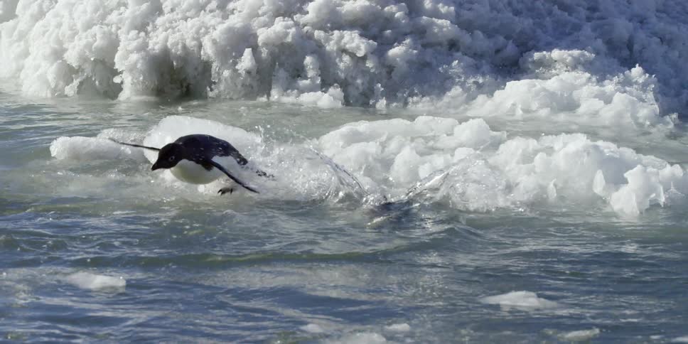 Two penguins jump off ice into the water