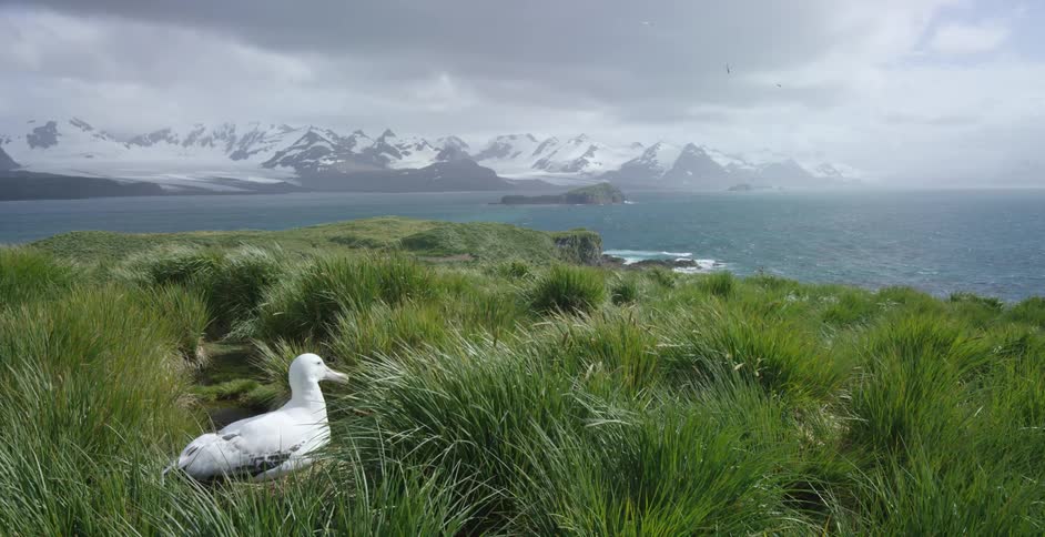 A single bird sits in the grass on a windy day