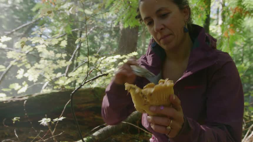 A middle age female mycologist examines a chanterelle mushroom in a temperate forest as she studies the size and dimensions of the mushrooms she forages