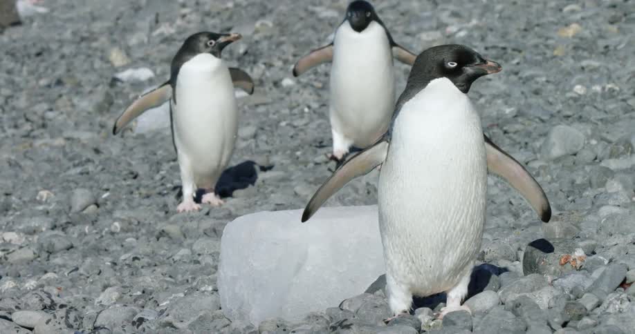 Some penguins walking around on a rocky pit