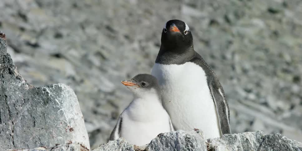 Penguins looking around in a rocky area