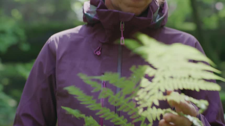 A middle age female scientist wearing a plum jacket examines fronds in fern deep in the temperate rainforest