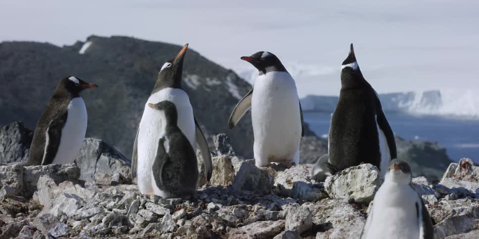 Penguins stand on some rocks near the water