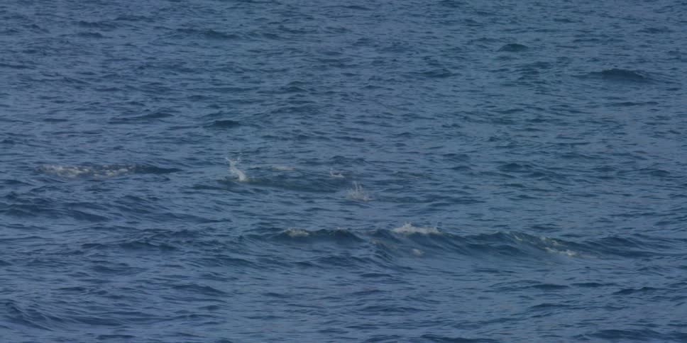 Group of penguins  jumping up and diving back in the water