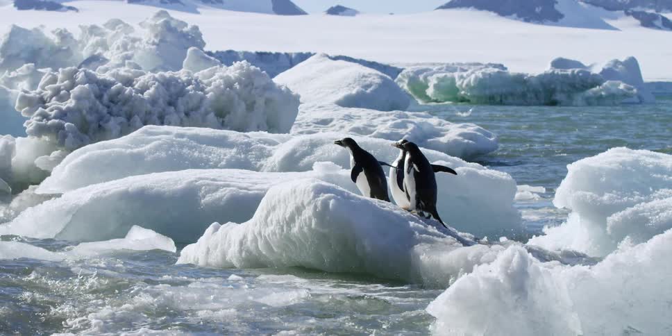 Penguins are walking on ice floating in the water