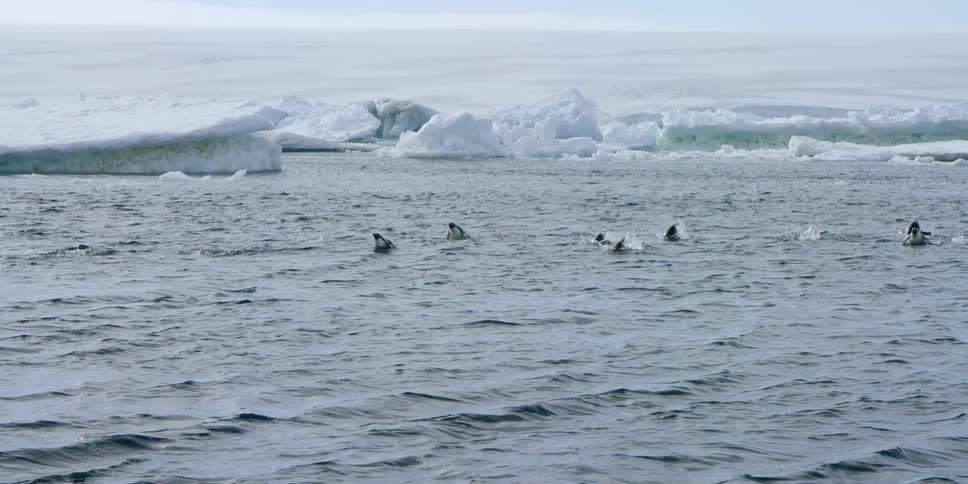 A group of penguins jumps in the water