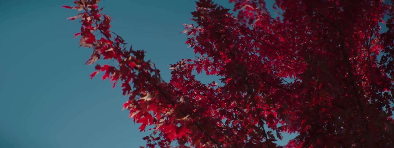 Bright red fall leaves on a maple tree are gently swaying in the breeze