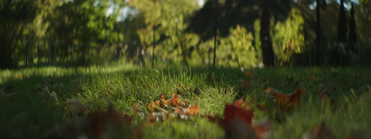 Dried leaves are on the ground as the grass moves in the breeze and trees are in the distance