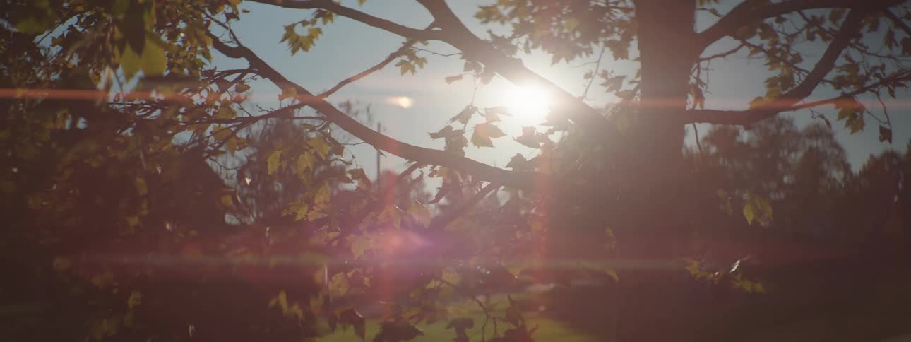 A tree blocking the glare of the sun