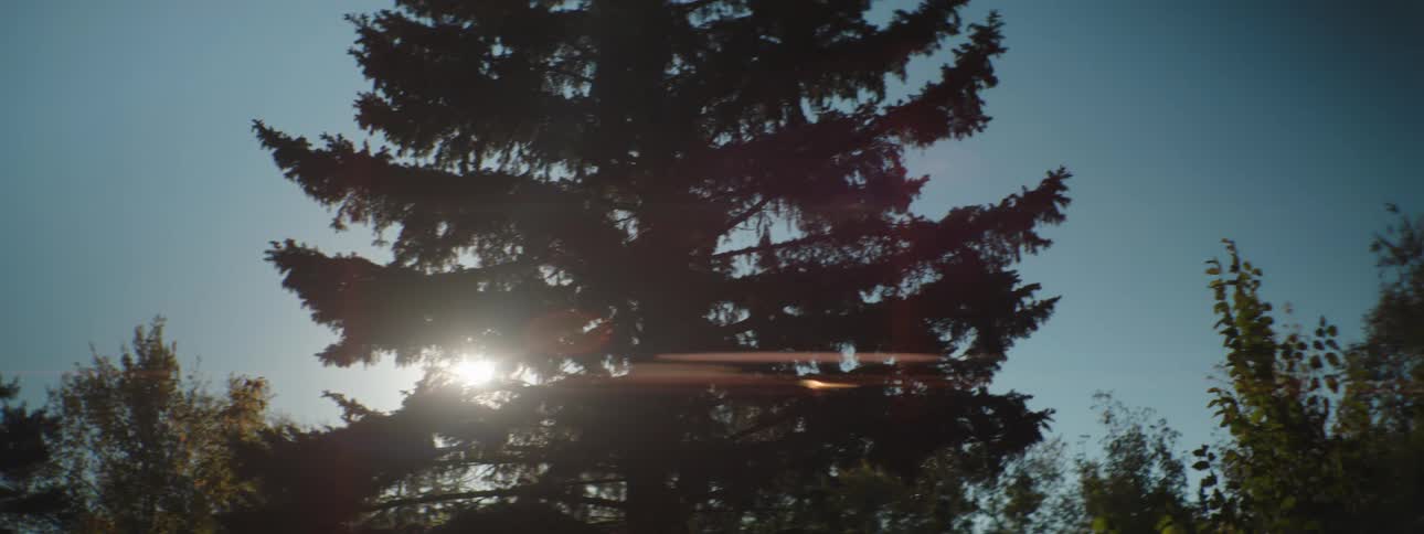 A view of the sun shining through some trees
