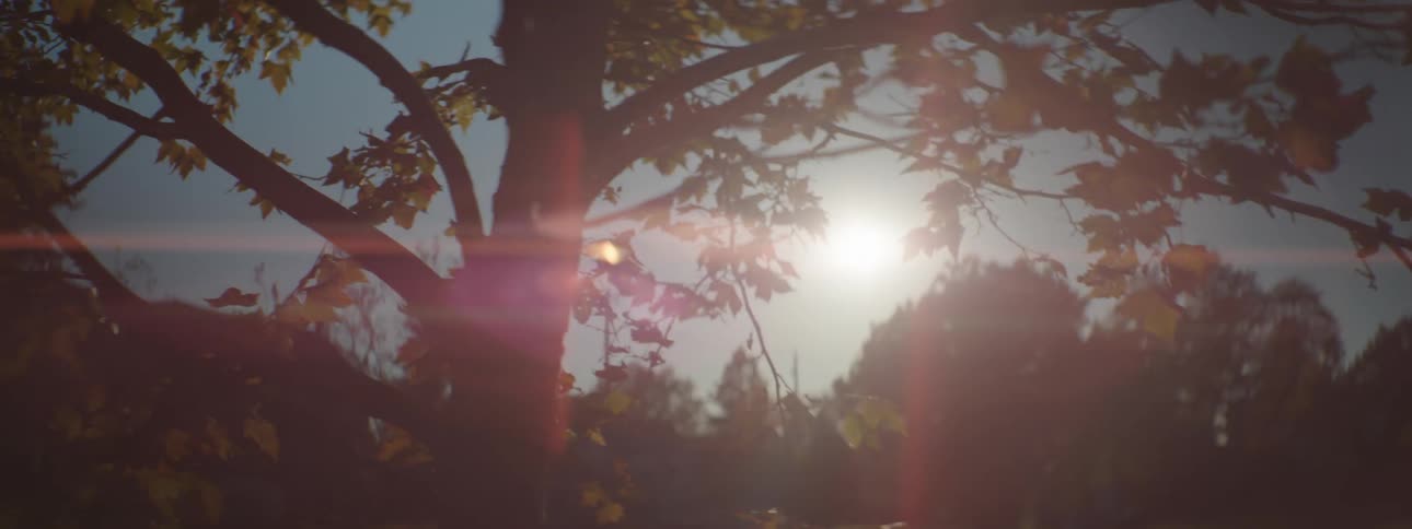 Sun shines from sky onto neighborhood dotted with trees