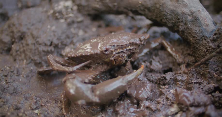 A crab is moving in the mud