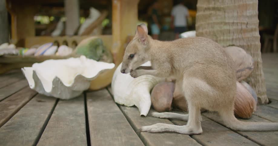 A wallaby cleans its face as it sits on a deck of a store