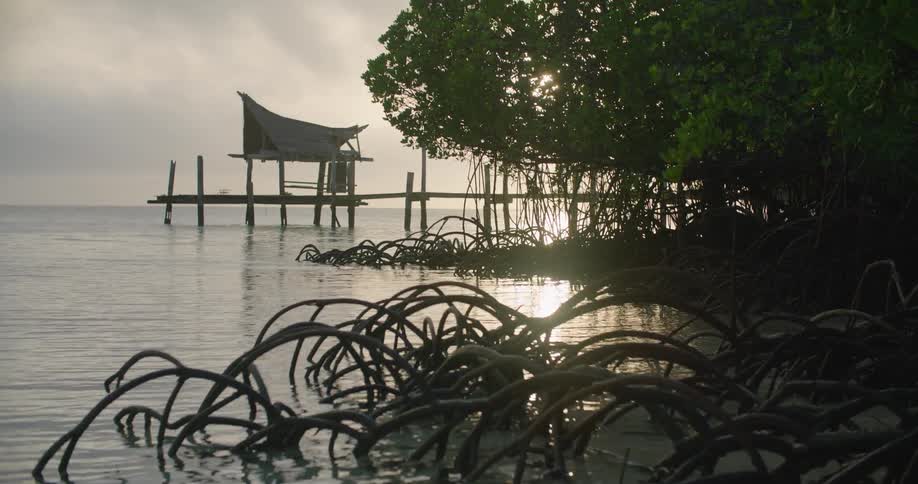 Mangrove trees growing in front of a wooden pier on the coast at sunset