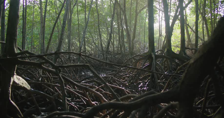 A mass of exposed root systems in a woodland area in the daytime