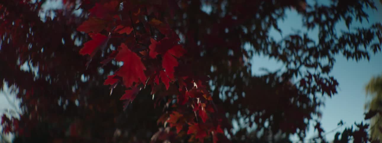 Bright red leaves on a maple tree are gently rustling in the breeze