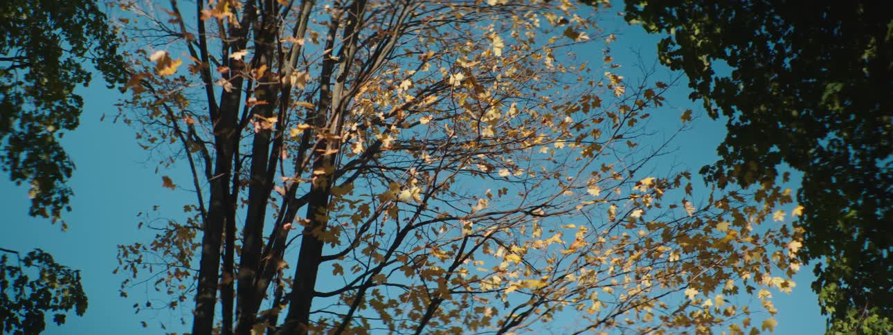 Bright sunlight on a tree makes the leaves appear as though theyve changed from green to brown