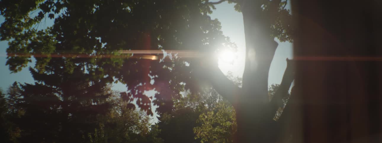 A view of the sun shining through trees